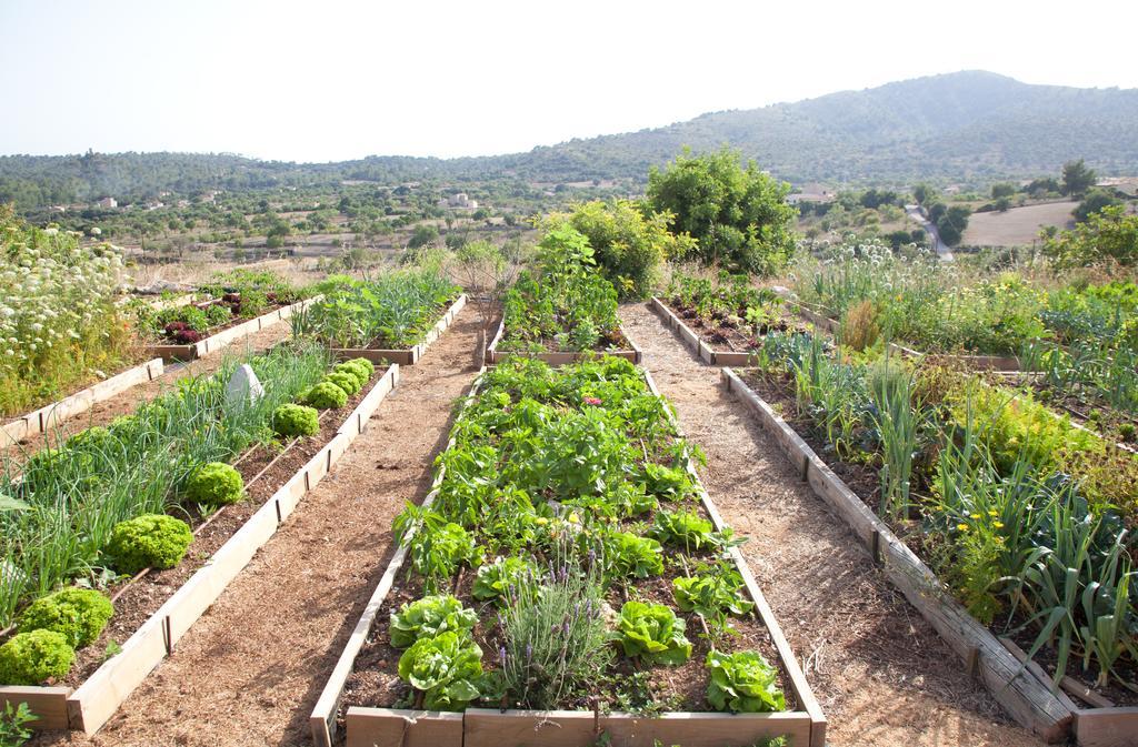 Agroturismo Ses Cases De Fetget (Adults Only) 손 서베라 외부 사진